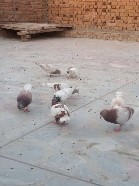 pigeon for sale 300 per piece 11