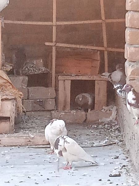 pigeon for sale 300 per piece 12