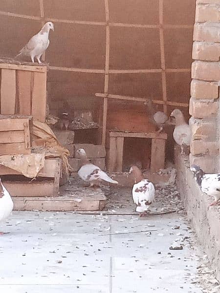 pigeon for sale 300 per piece 15