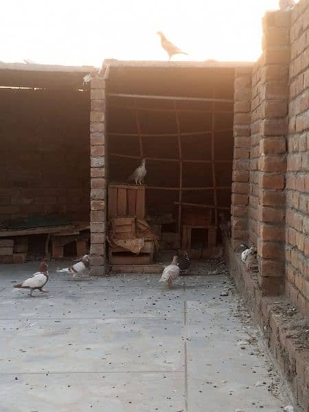 pigeon for sale 300 per piece 16