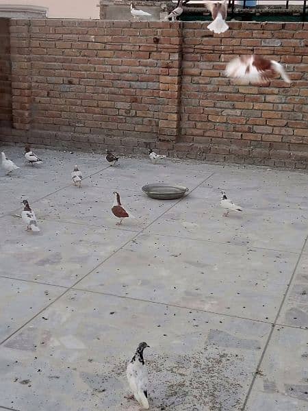 pigeon for sale 300 per piece 19