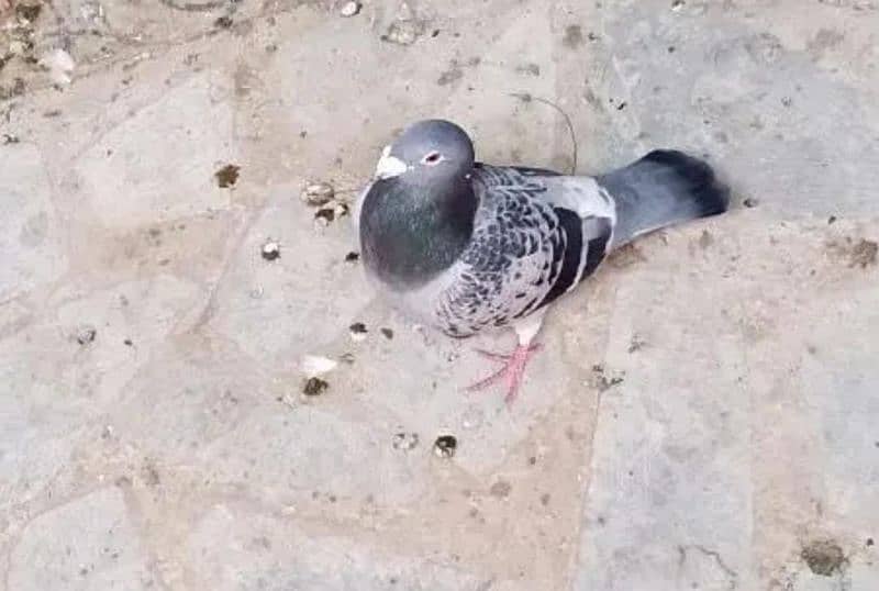 pigeon for sale 0