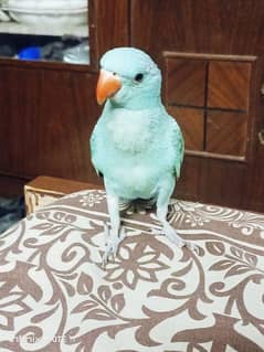 blue Ringneck hand tame