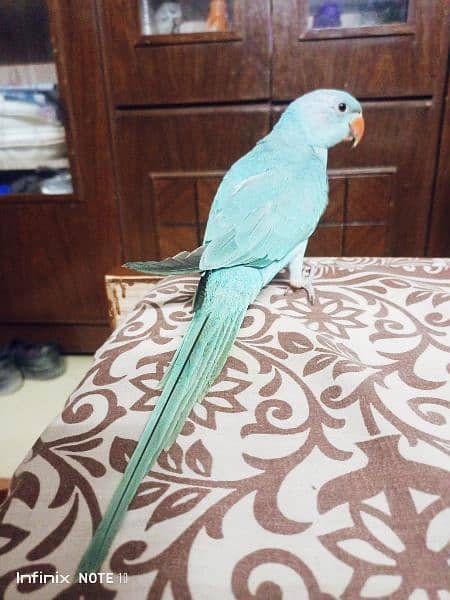 blue Ringneck hand tame 1