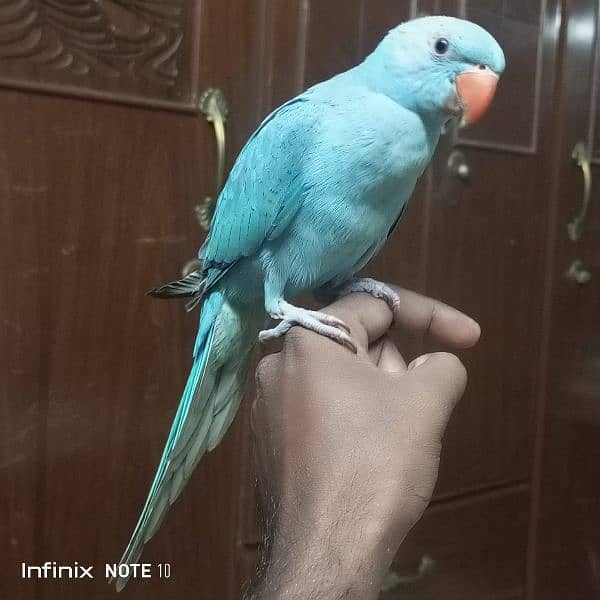 blue Ringneck hand tame 2