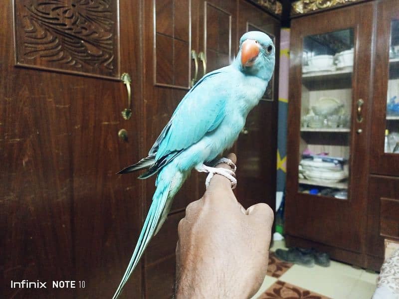 blue Ringneck hand tame 3