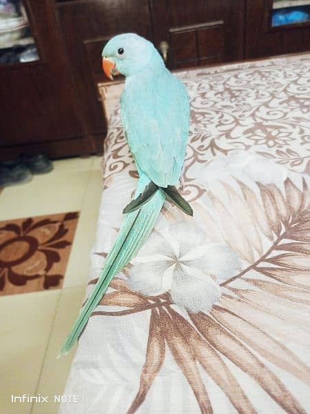 blue Ringneck hand tame 4