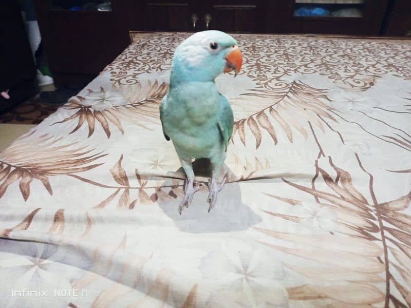 blue Ringneck hand tame 5