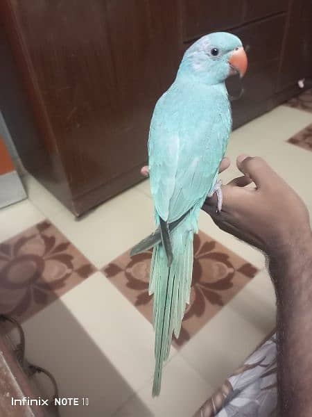 blue Ringneck hand tame 6