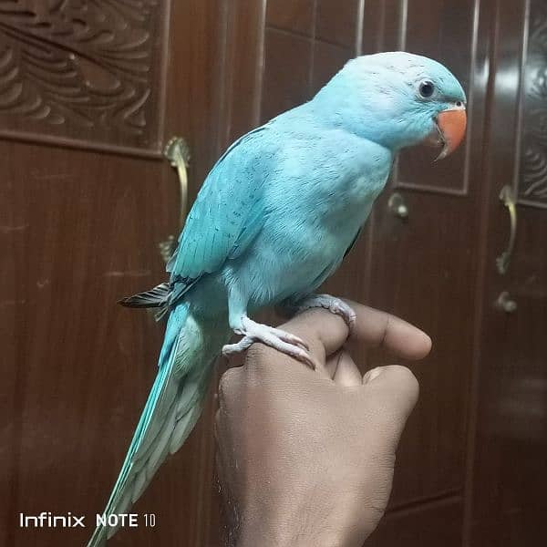 blue Ringneck hand tame 7