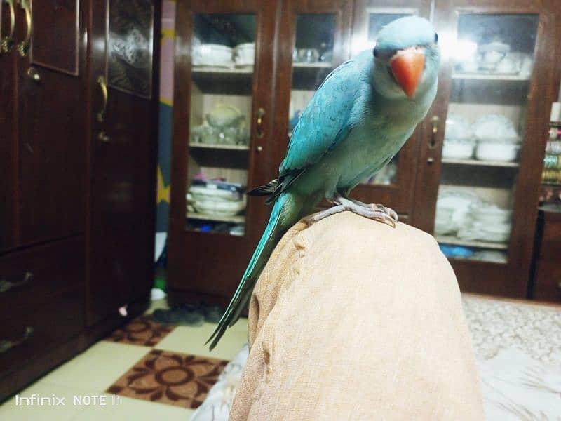 blue Ringneck hand tame 8