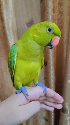 female parrot 6 months for sale