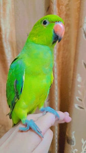 female parrot 6 months for sale 1