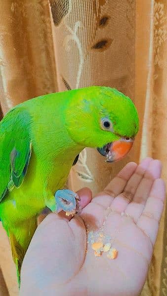 female parrot 6 months for sale 2