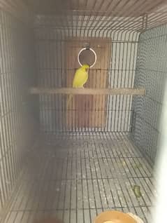 yellow Ringneck