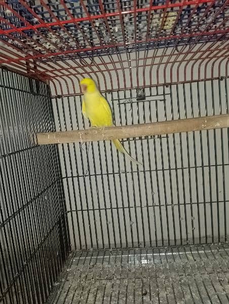 yellow Ringneck 2