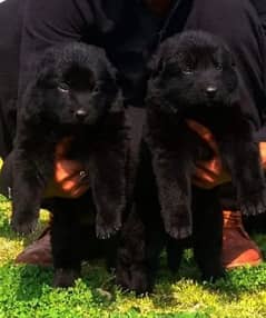 black Shepherd long coat male female pair 2 month for sale