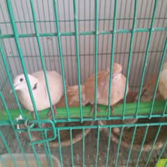 5 Doves healthy & beautiful unique color