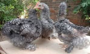 coco bantam 4.5 month age for sale