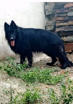 Show quality Black German shepherd  imported blood line male for sale