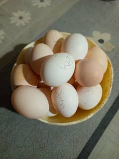 03120822958 Fresh Fartail Eggs Avail