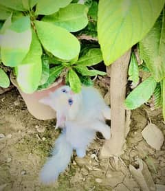 Triple coated Blue eyes Persian