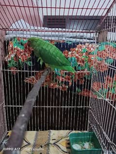 ringneck male 6 month age