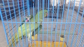 Top Quality Alexandrine Parrots Pairs for sale