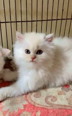 Persian beautiful Cat for sale0344/00/63/354 my WhatsApp number