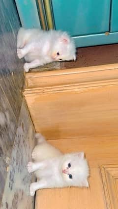 female persian kittens home breed