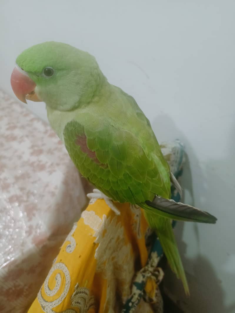 Raw parrot 0