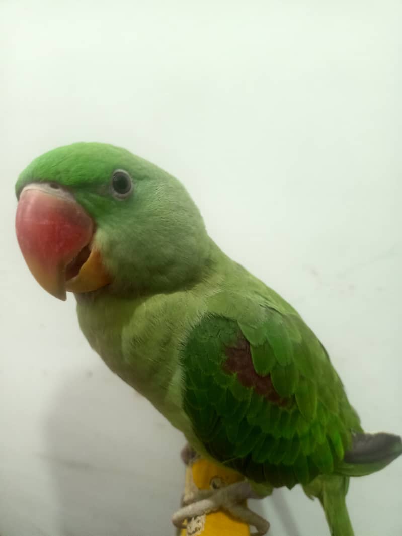 Raw parrot 2