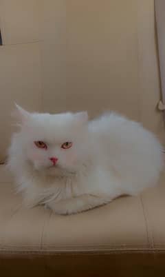 Persian Cat fully trained (8 months)