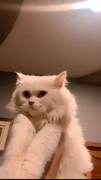 Persian Cat fully trained (8 months) 1