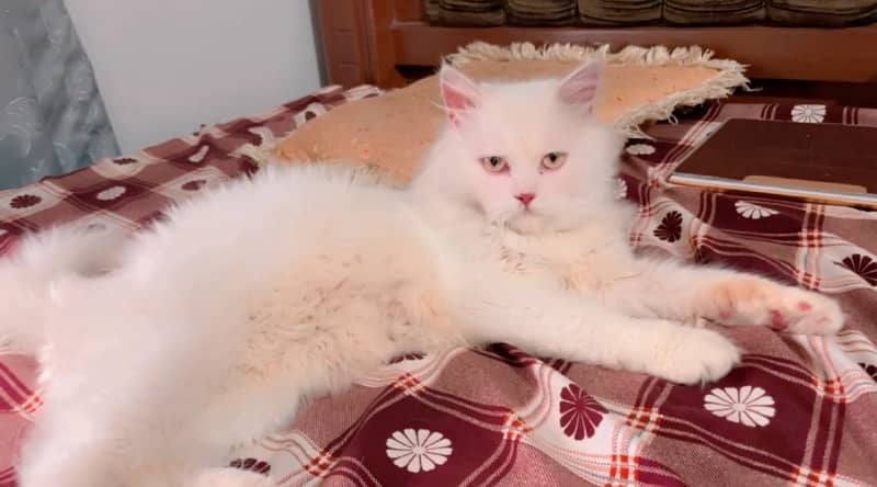 Persian Cat fully trained (8 months) 2