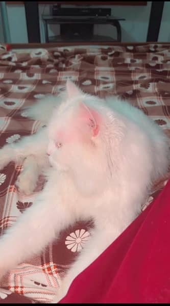 Persian Cat fully trained (8 months) 3