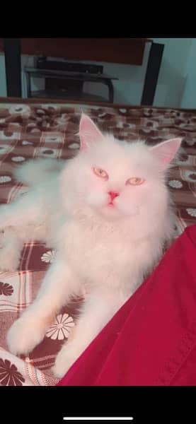 Persian Cat fully trained (8 months) 4