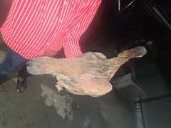 aseal hen urgent sale