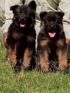 German Shepherd long coat pair 2 month for sale