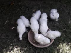 white Silkie chicks (korani bachi dii)