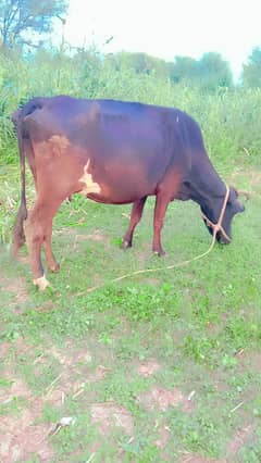 Cow tiyar