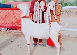 Teen bacchon wali bakri for sale 03477188683