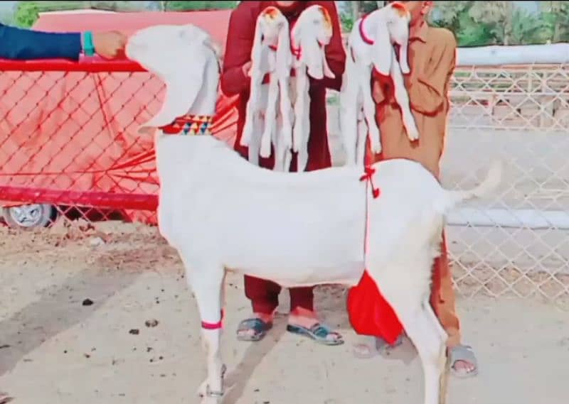 Teen bacchon wali bakri for sale 03477188683 0