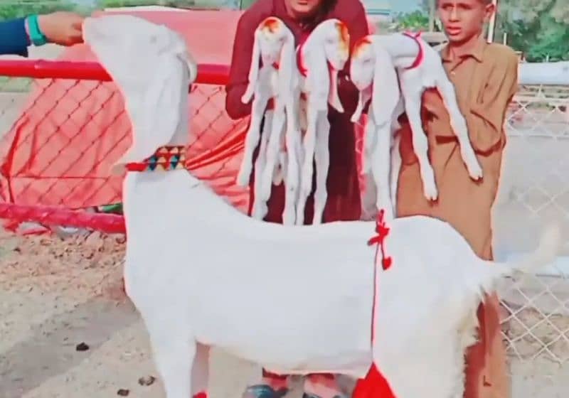 Teen bacchon wali bakri for sale 03477188683 1