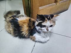 Persian Kitten