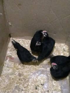 Australorp