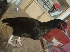 mianwali breeder hen