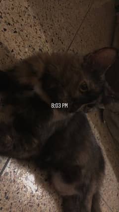 Persian cross kitten for adoption