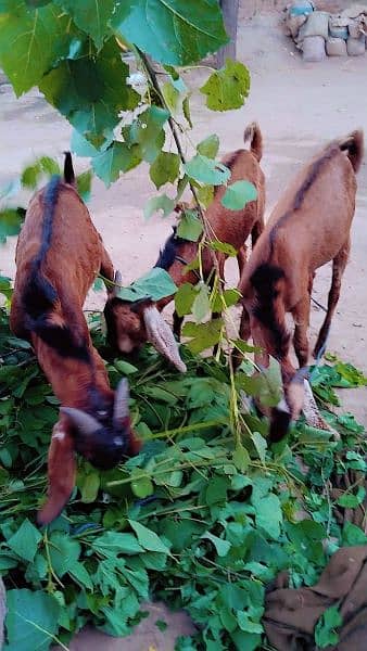 3 Male Goats for Sale 0