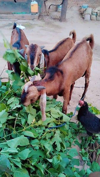 3 Male Goats for Sale 1